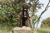 CANE CORSO 029